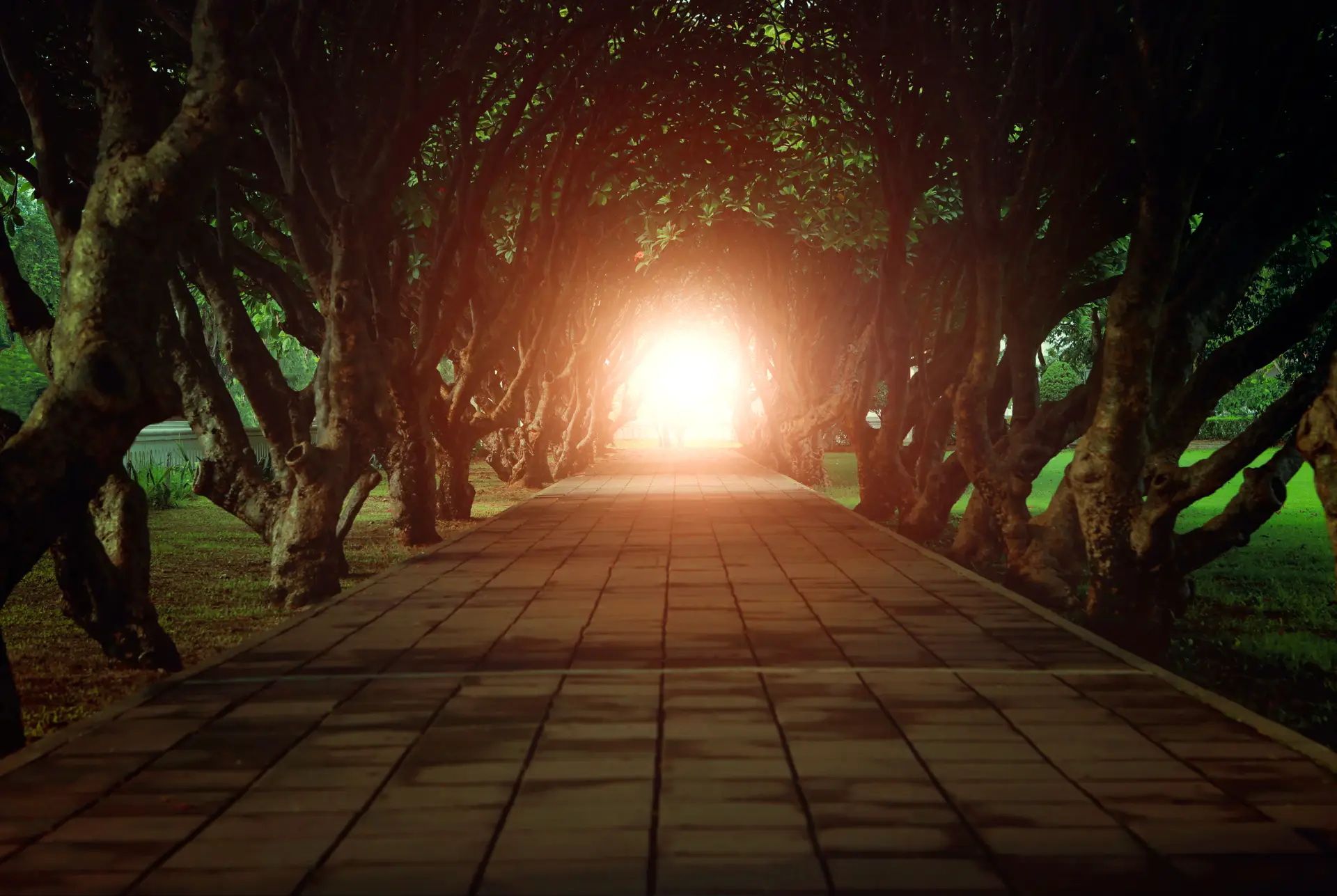 A path with trees and light coming from the center.