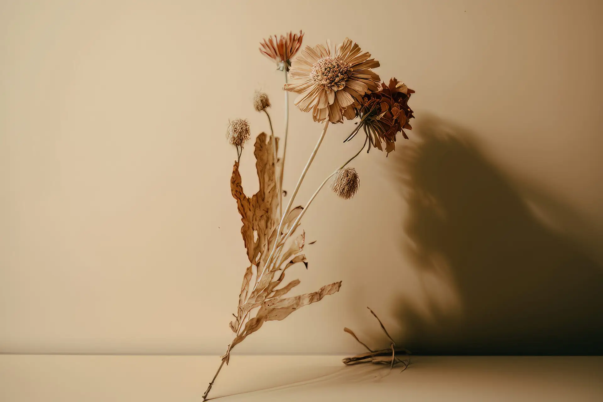 A dried flower is sitting on the ground.