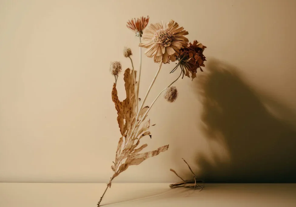 A dried flower is sitting on the ground.